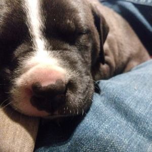 Meet your Posher, Dean